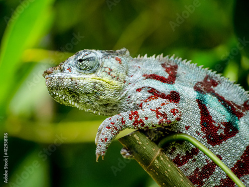 Chameleon on a tree at Masoala Rainforest photo