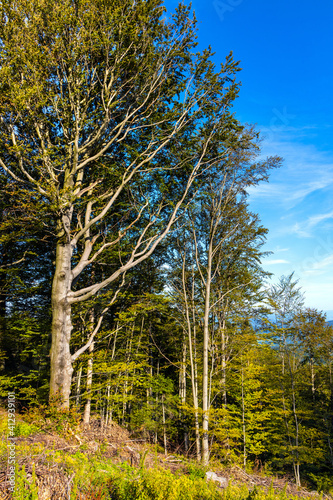 Fototapeta Naklejka Na Ścianę i Meble -  Mixed forest landscape at Leskowiec peak and Przelecz Midowicza Pass in Little Beskids mountains near Andrychow in Lesser Poland