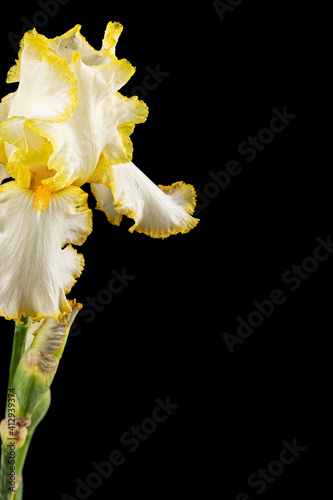 Yellow flower of iris, isolated on black background