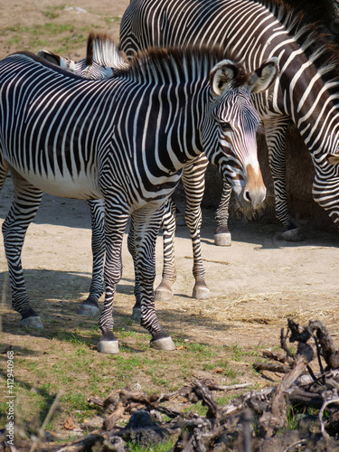 Zebras at a Zoo in Zürich photo