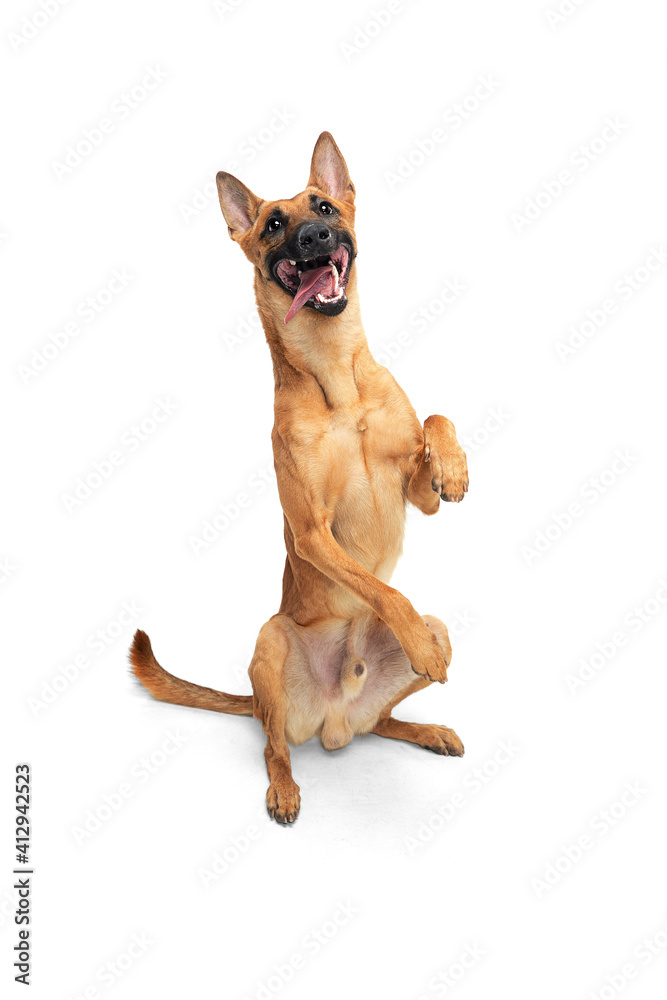 Play. Young Belgian Shepherd Malinois is posing. Cute doggy or pet is playing, running and looking happy isolated on white background. Studio photoshot. Concept of motion, movement, action. Copyspace.