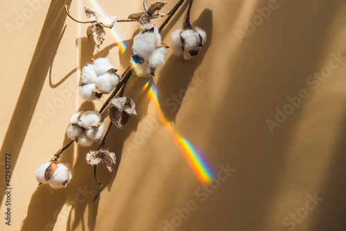 Cotton branch and rainbow on beige background. Delicate white cotton flowers. Minimalism flat lay composition for bloggers, artists, social media, magazines