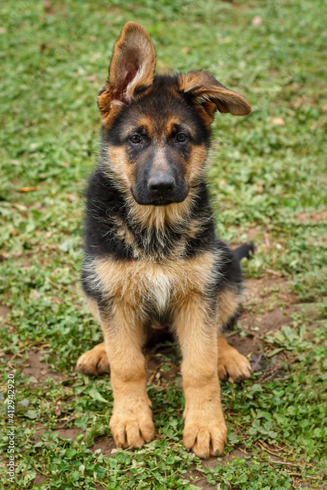 10 weeks old purebreed German shepherd puppy sitting on grass