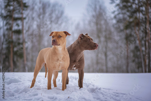 Murais de parede Portrait of two cute American Pit Bull Terriers in the forest in the snow in winter