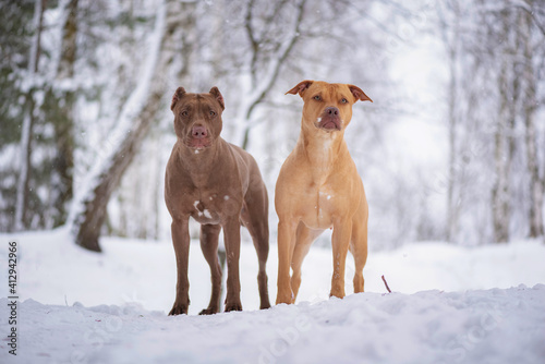 Fototapeta Portrait of two cute American Pit Bull Terriers in the forest in the snow in winter
