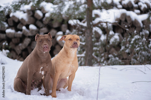 Portrait of two cute American Pit Bull Terriers in the forest in the snow in winter.