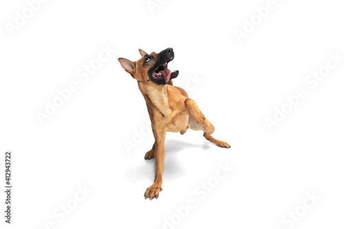 Youth. Young Belgian Shepherd Malinois is posing. Cute doggy or pet is playing  running and looking happy isolated on white background. Studio photoshot. Concept of motion  movement  action. Copyspace
