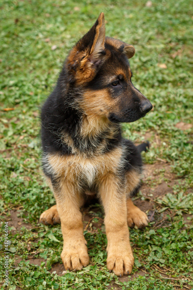 10 weeks old purebreed German shepherd puppy sitting on grass 10 weeks old purebreed German shepherd puppy sitting on grass