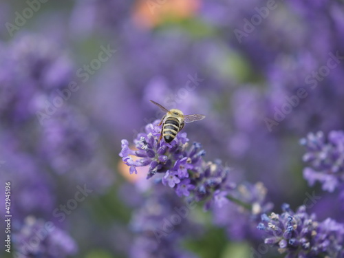 Eine Biene im Lavendel