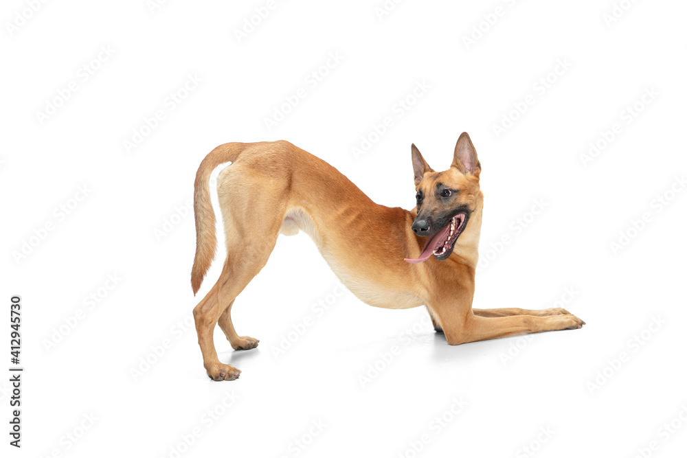 Run. Young Belgian Shepherd Malinois is posing. Cute doggy or pet is playing, running and looking happy isolated on white background. Studio photoshot. Concept of motion, movement, action. Copyspace.