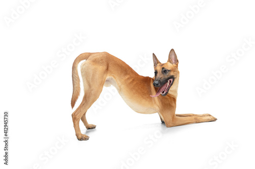 Run. Young Belgian Shepherd Malinois is posing. Cute doggy or pet is playing  running and looking happy isolated on white background. Studio photoshot. Concept of motion  movement  action. Copyspace.