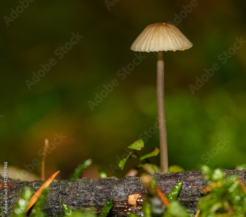 small thin mushroom with creamy brown cap photo