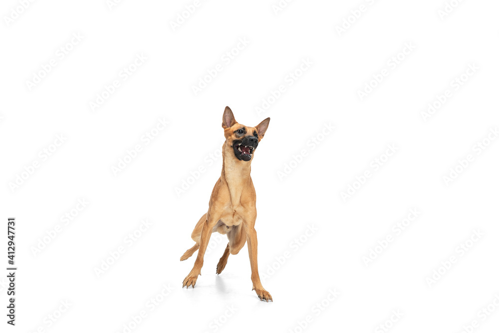 Child. Young Belgian Shepherd Malinois is posing. Cute doggy or pet is playing, running and looking happy isolated on white background. Studio photoshot. Concept of motion, movement, action. Copyspace