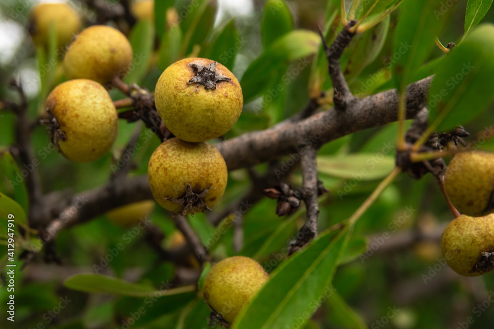 almond-leaved pears fruit growing on a tree in an orchard garden. almond-leaved pears fruit growing on a tree in an orchard garden.