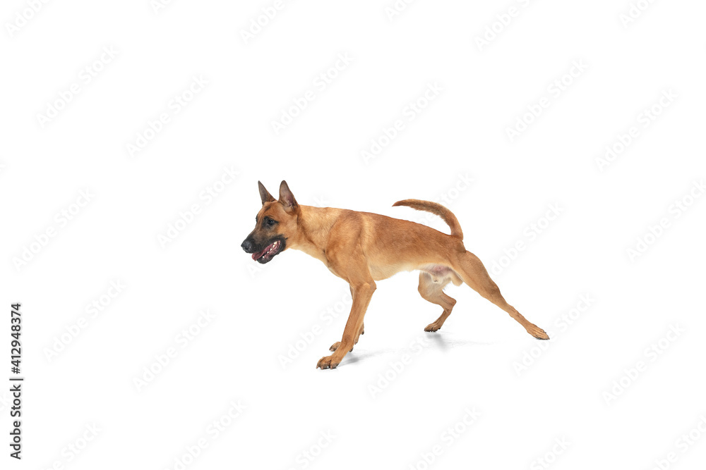 Funny. Young Belgian Shepherd Malinois is posing. Cute doggy or pet is playing, running and looking happy isolated on white background. Studio photoshot. Concept of motion, movement, action. Copyspace