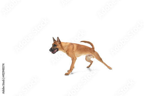 Funny. Young Belgian Shepherd Malinois is posing. Cute doggy or pet is playing, running and looking happy isolated on white background. Studio photoshot. Concept of motion, movement, action. Copyspace