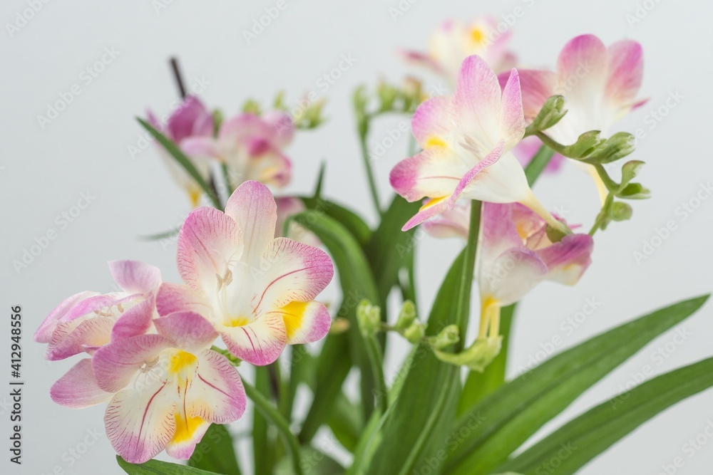 Close up blossom of beautiful pink freesia flower (Iridaceae, Ixioideae) on light grey background. Shallow depth of focus. Fresh fashion bright cyclamen purple yellow and green color combination.