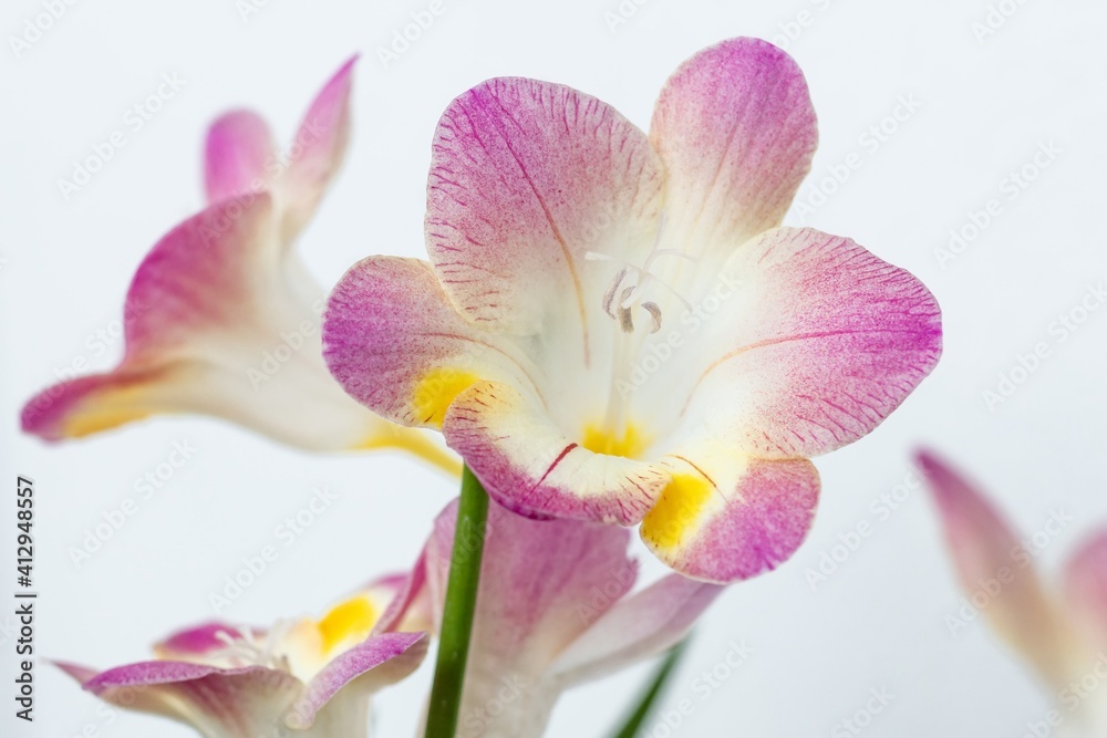 Close up blossom of beautiful pink freesia flower (Iridaceae, Ixioideae) on light grey background. Shallow depth of focus. Fresh fashion bright cyclamen purple yellow and green color combination. Close up blossom of beautiful pink freesia flower (Iridaceae, Ixioideae) on light grey background. Shallow depth of focus. Fresh fashion bright cyclamen purple yellow and green color combination.
