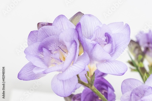 Close up blossom of beautiful violet freesia flower (Iridaceae Ixioideae) on light beige background. Shallow depth of focus. Fresh fashion pastel lilac purple creamy yellow and green color combination
