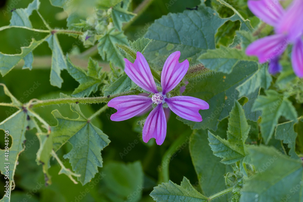macro photography of natural flowers with great details captured with the macro lens macro photography of natural flowers with great details captured with the macro lens