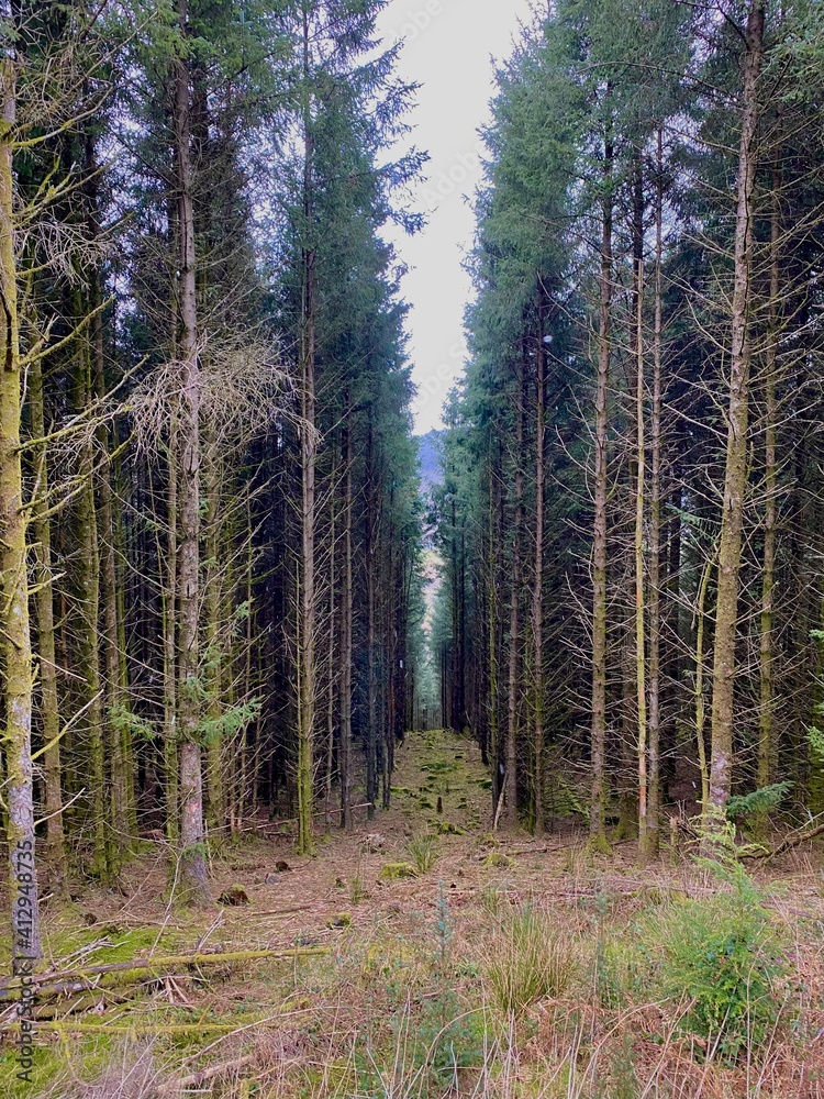 Obraz premium Fire break in a Welsh forest