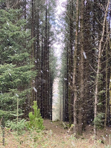 Snow falling in the forest photo