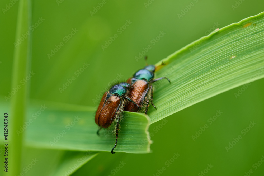 Gartenlaubkäfer (Phyllopertha horticola) Gartenlaubkäfer (Phyllopertha horticola)