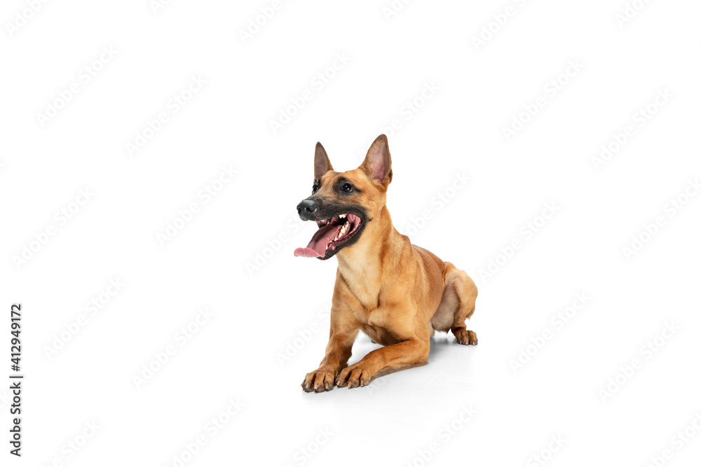 Jumping. Young Belgian Shepherd Malinois is posing. Cute doggy or pet is playing, running and looking happy isolated on white background. Studio photoshot. Concept of motion, movement, action