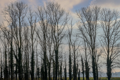 Bare trees with a blue sky and white clouds in the background on a sunset in Dal van de Roodebeek, Dutch nature reserve, winter day in Schinveld, South Limburg, the Netherlands