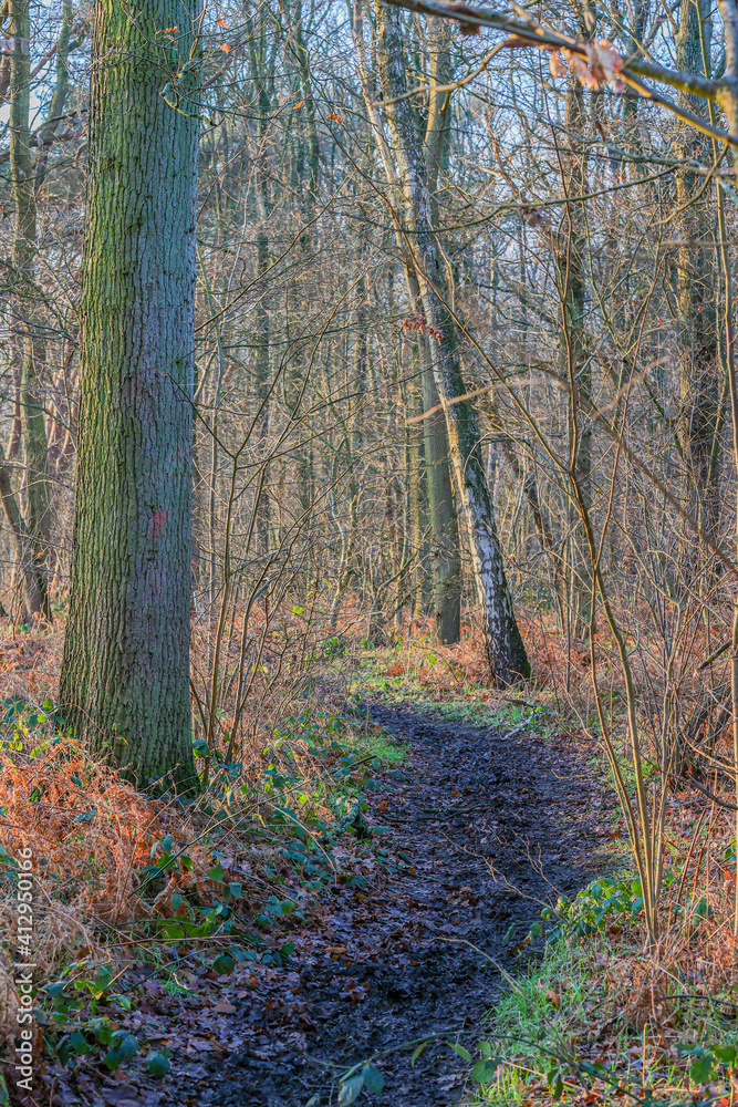 Dirt path between bare trees and dry ferns with green hints of wild plants in Dal van de Roodebeek, a Dutch nature reserve, winter day in Schinveld, South Limburg in the Netherlands. Dirt path between bare trees and dry ferns with green hints of wild plants in Dal van de Roodebeek, a Dutch nature reserve, winter day in Schinveld, South Limburg in the Netherlands.