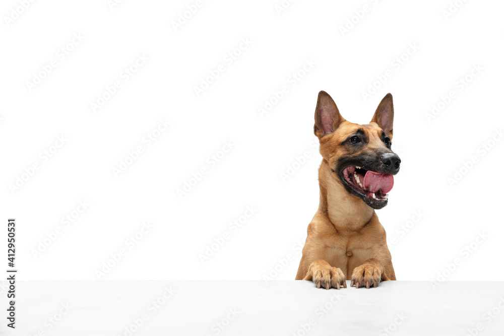 Hello. Young Belgian Shepherd Malinois is posing. Cute doggy or pet is playing, running and looking happy isolated on white background. Studio photoshot. Concept of motion, movement, action. Copyspace Hello. Young Belgian Shepherd Malinois is posing. Cute doggy or pet is playing, running and looking happy isolated on white background. Studio photoshot. Concept of motion, movement, action. Copyspace