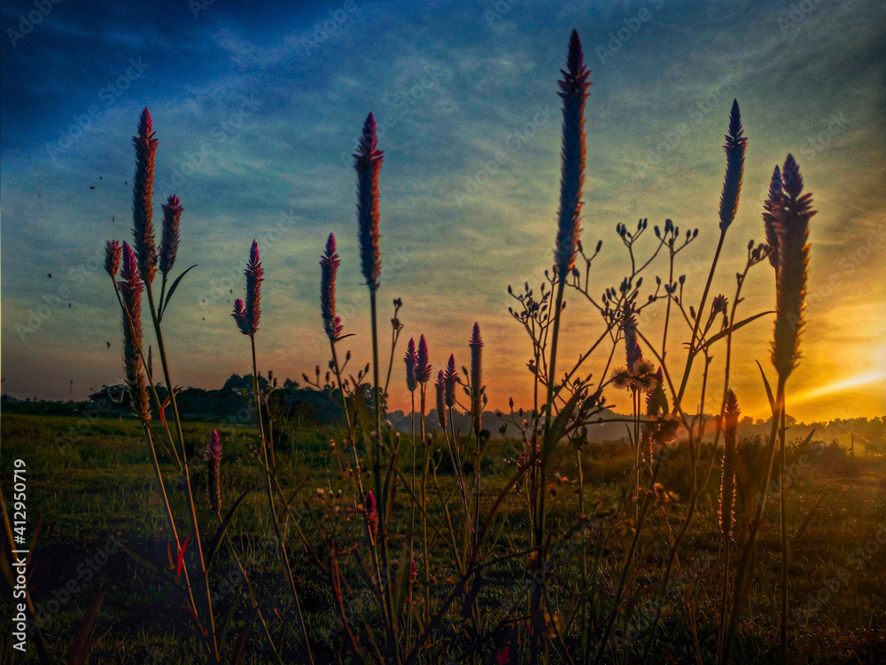 reeds at sunset