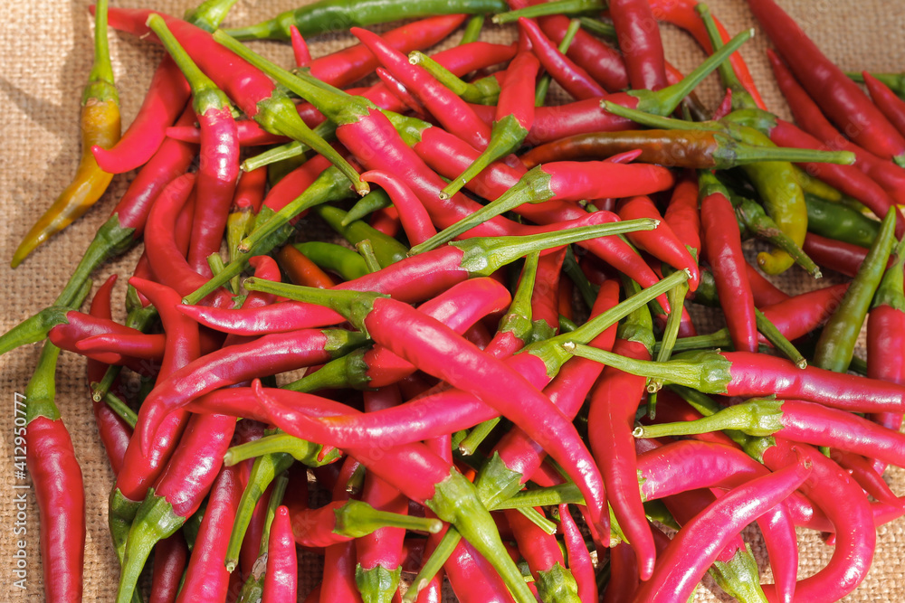 Chili pepper. Lat - Capsicum annuum. Pepper pods lies on burlap.  Vegetables background texture. Advertisement backdrop.