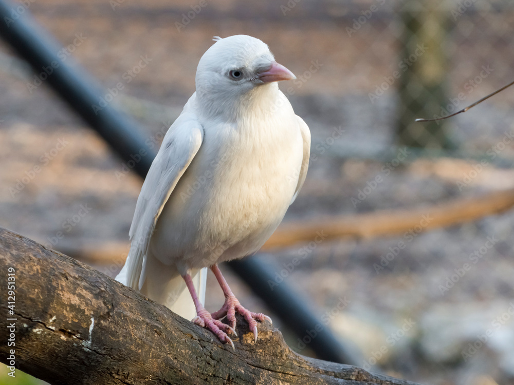 Fototapeta premium Albino western jackdaw sitting on a tree branch
