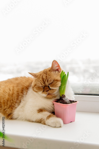 concept portrait of a cat with the first spring flowers - hyacinths, standing on the windowsill
