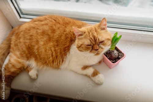 concept portrait of a cat with the first spring flowers - hyacinths, standing on the windowsill 