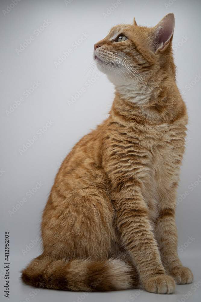 Obraz premium red cat portrait