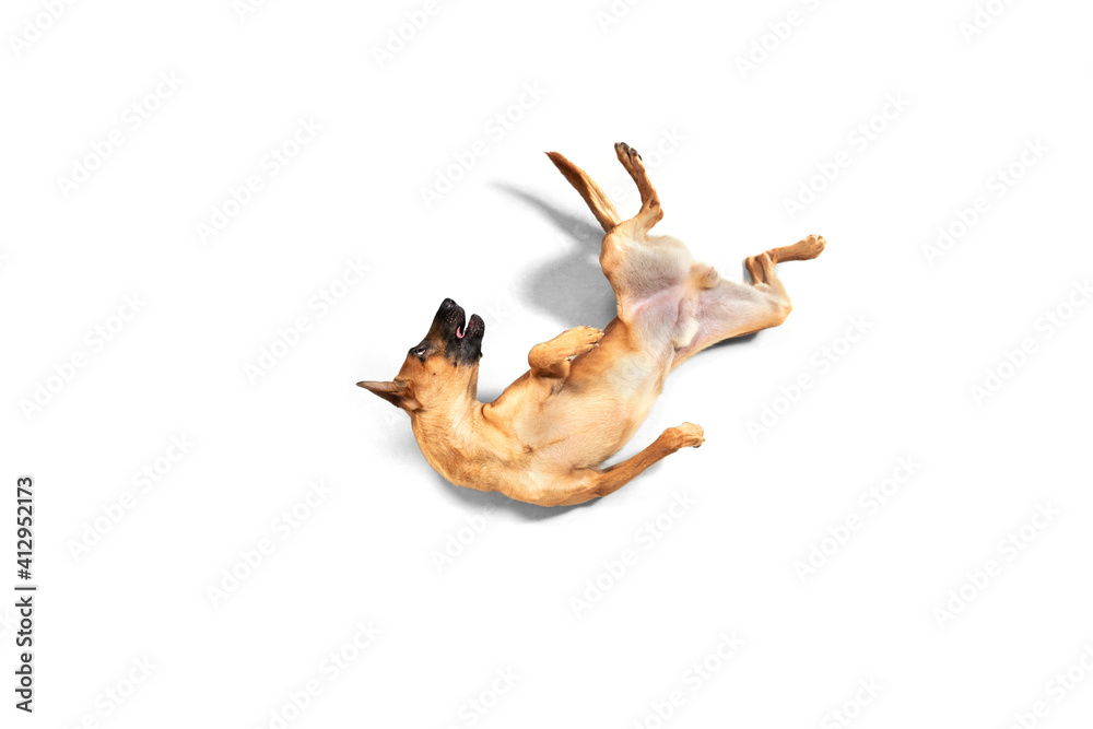 Fototapeta premium Playful. Young Belgian Shepherd Malinois is posing. Cute doggy or pet is playing, running and looking happy isolated on white background. Studio photoshot. Concept of motion, movement, action