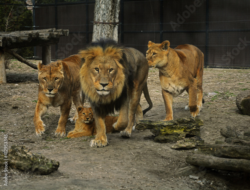 Εκτύπωση καμβά Lion family walking on the ground, and lion cub lies down