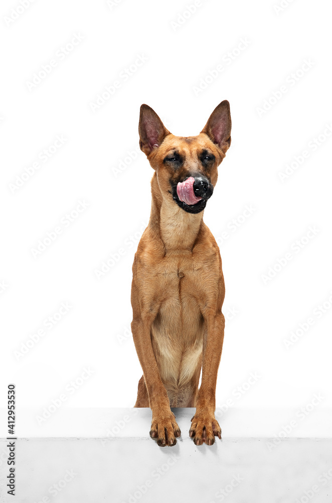 Happy. Young Belgian Shepherd Malinois is posing. Cute doggy or pet is playing, running and looking happy isolated on white background. Studio photoshot. Concept of motion, movement, action. Copyspace