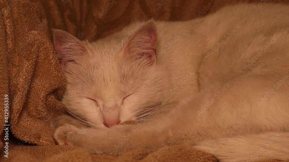 A white cat sleeping on the sofa. Beautiful cat try to sleep. kitten in home. cute animal as a pet. Animals behavior, pets