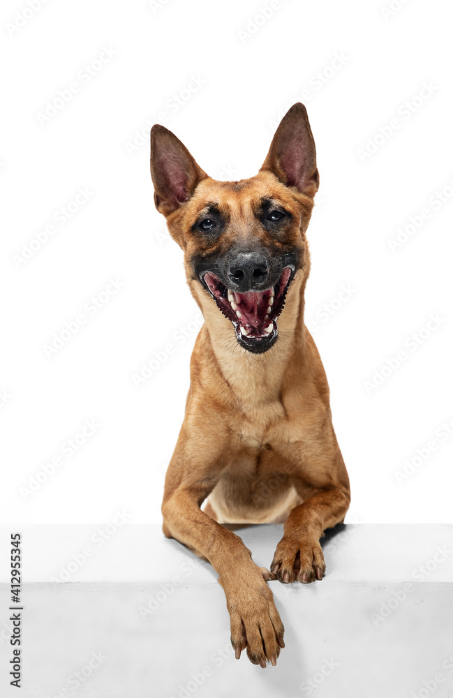 Kindly. Young Belgian Shepherd Malinois is posing. Cute doggy or pet is playing, running and looking happy isolated on white background. Studio photoshot. Concept of motion, movement, action