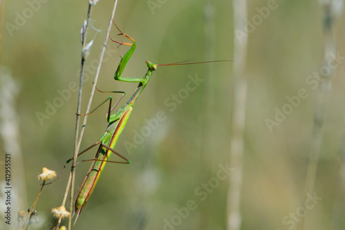 Mantis Religiosa. European praying mantis sitting on a dry meadow plant, in the summer at sunset. A green insect with long legs and antennae clings to the plant. blurred background, close-up