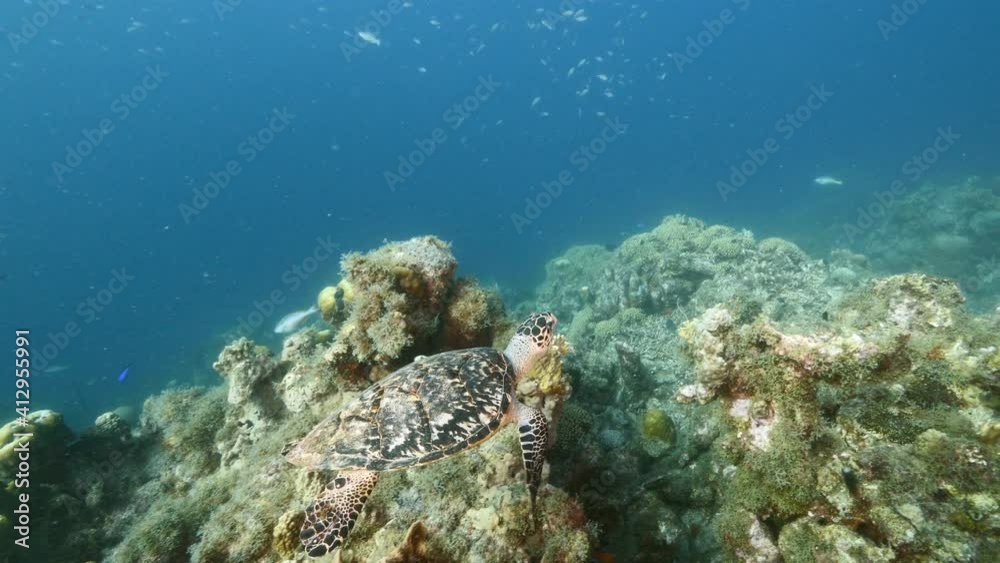 Hawksbill Sea Turtle swim in coral reef of Caribbean Sea, Curacao Hawksbill Sea Turtle swim in coral reef of Caribbean Sea, Curacao