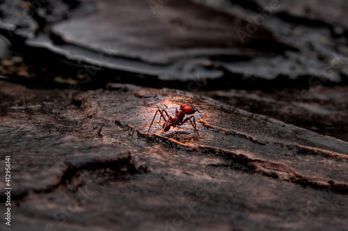 Leaf Cutter Ant photo
