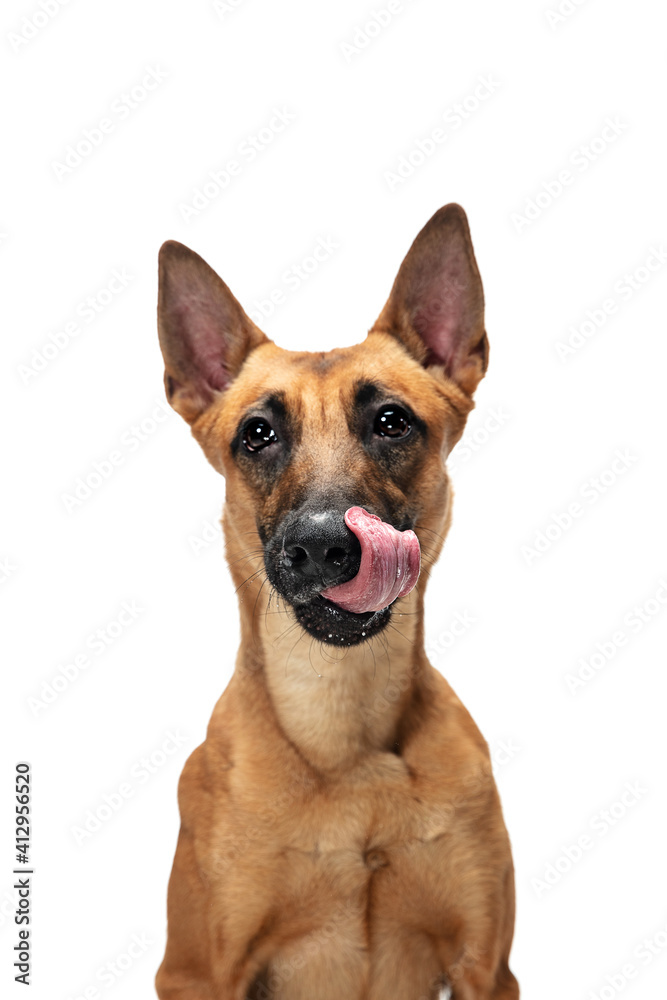 Smiley. Young Belgian Shepherd Malinois is posing. Cute doggy or pet is playing, running and looking happy isolated on white background. Studio photoshot. Concept of motion, movement, action