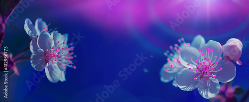 Neon tinted image of cherry tree flowers on dark blue sky background close up macro with selective focus and small DOF. Whimsical nature floral spring web banner or poster. 