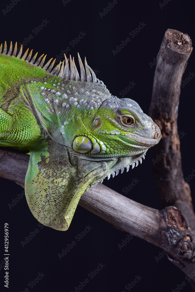 Fototapeta premium Green iguana in black background