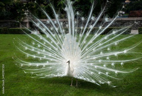 White peacock on a background of green grass