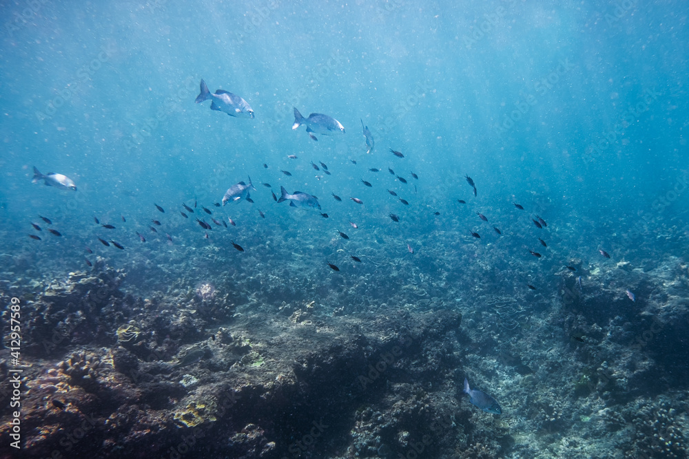 Fototapeta premium School of fish swimming on coral reef in the sea